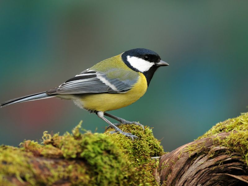 Vraťme se do minulých let českých luhů a hájů a připomeňme si, že to nebyl jenom vrabec, který se v nepřejících dobách lovil pro uspokojení hladových krků...