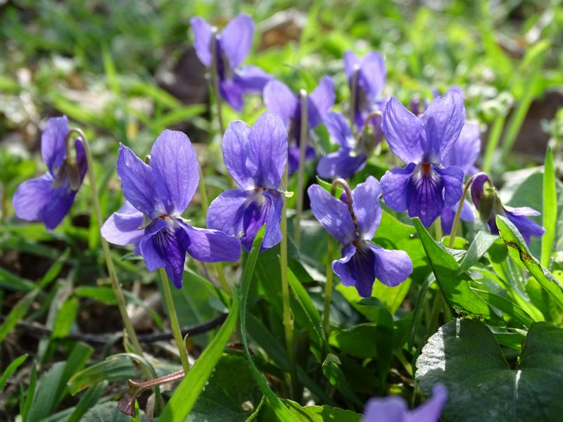 Violku vonnou alias fialku si díky její hojně rozšířené známosti a nezaměnitelné vůni jen těžko spleteme s jinou rostlinkou.