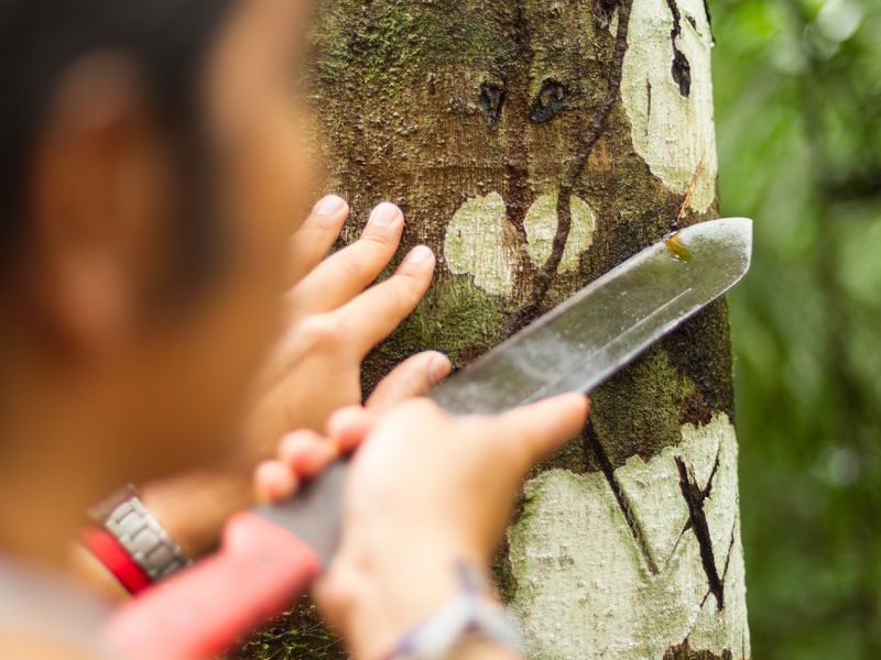 Pryskyřice se sbírá nařezáváním kůry stromu, ze které se nechá učinná látka vytékat. Sběr se provádí v brzkých ranních hodinách. Přes den nemá totiž pryskyřice tolik účinných látek.