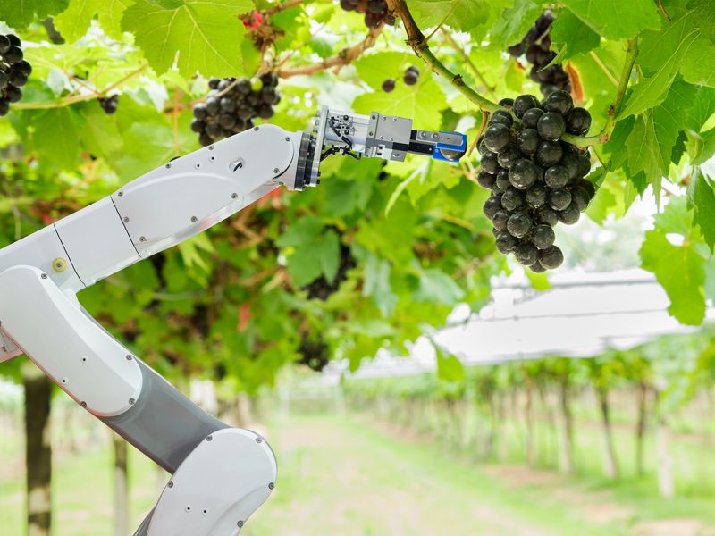 Robotika, automatika spolu s umělou inteligencí začínají pronikat i do ve své podstatě primitivních segmentů. Například sběr hroznů tzv. vinobraní může v budoucnu zastat robot!