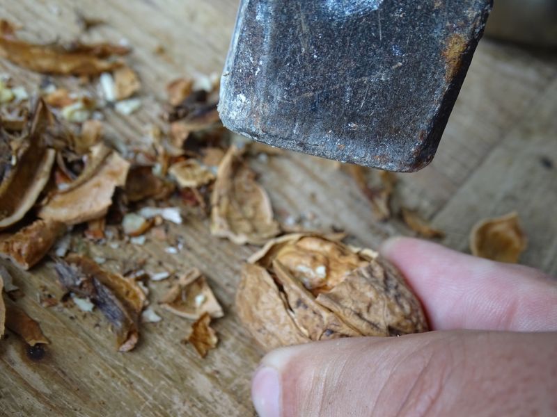 Na začátku jsou celé ořechy, které musíme vyloupat. Vybíráme zdravé a nijak nepoškozené.