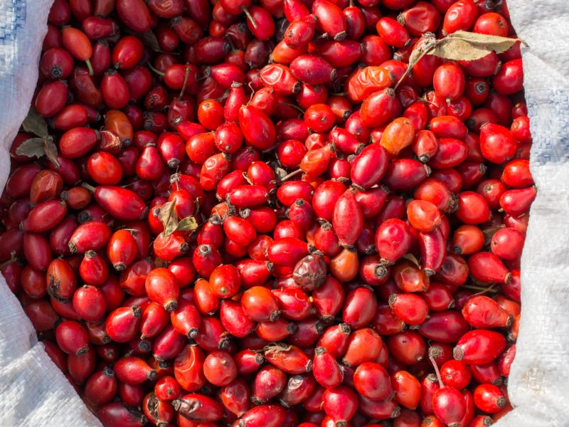 Připravovat si a pít šípkový čaj se vyplatí, i když na nás neútočí zrovna rýma či chřipka a nenahrazujme jej zbytečně drahými přípravky z lékáren. Prostě věnujme trochu práce jeho ručnímu sběru a malinko problematickému sušení. Šípek se vám za to velkoryse odvděčí.