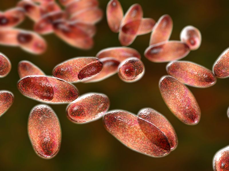 Mor je způsobován gramnegativní tyčinkovitou bakterií Yersinia pestis a známe tři druhy onemocnění. Dýmějový mor, septický mor a plicní mor. I přes to, že je mor dnes téměř neznámý, stále se vyskytuje téměř po celé planetě. A s klesající účinností antibiotik a možností téměř neomezeného pohybu se může stát mor opět decimující černou smrtí tak, jako v minulosti...!