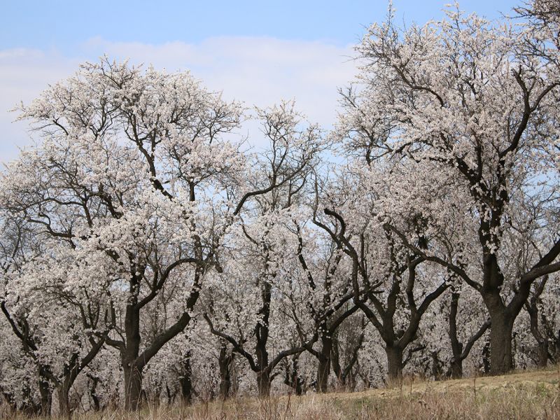 Mandloň má velmi rozrostlý a dá se říci mohutný kořenový systém - ten nevidíme, a je v přímém kontrastu s krásnou korunou stromu. Kořeny mandloně dokáží potrhat i zdivo, chodníky a podobně. Další zajímavostí je, že přesto že má mandloň plod - nedá se jíst.