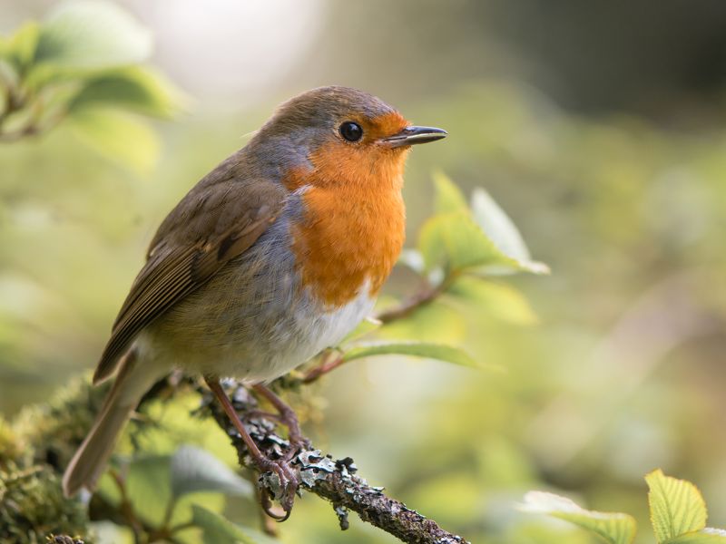 ...shodně se lovili spousty drobných ptáčků, uveďme za všechny třeba jen všechny druhy sýkor, červenku, střízlíka, pěnkavu a tak bychom mohli pokračovat....