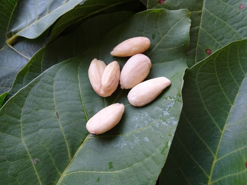 Druhou ingrediencí mohou být oloupané mandle. Mohou být je trefné. Mandle totiž k přípravě nepotřebujete, ale pokud je máte, můžete je přidat.