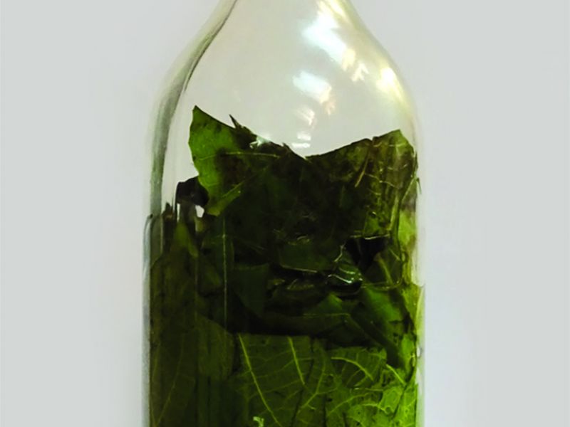 Listy zalité například vodkou se nechají dva či tři dny louhovat. Občas protřepejte.