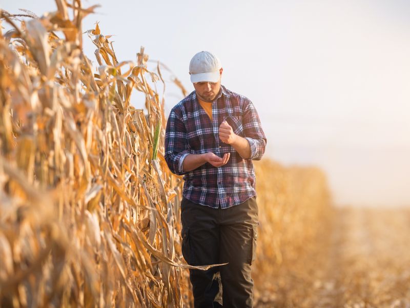 Stejně tak umět si vypěstovat nějaké plodiny bude důležité. Nebude vždy možné pouze lovit, anebo se stále spoléhat na uložené zásoby. Ty jak půjde čas se budou rychle ztenčovat.
