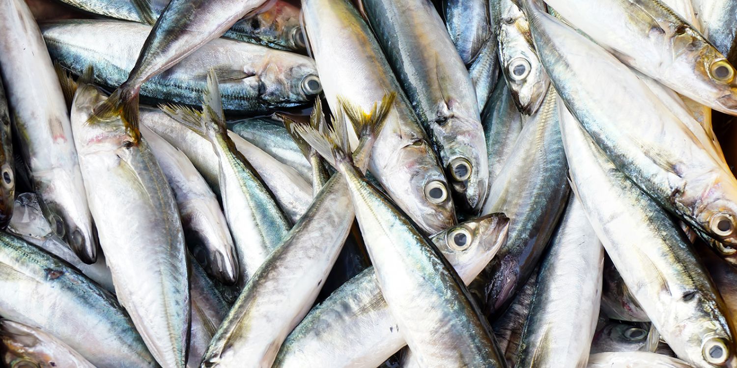opomíjené SARDINKY nejzdravější mořské ryby!