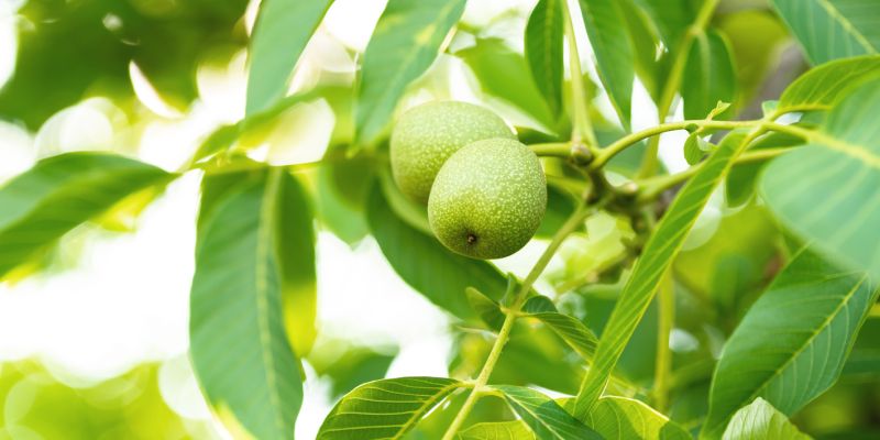 OŘECHOVKA pomůže, když žaludek nemůže