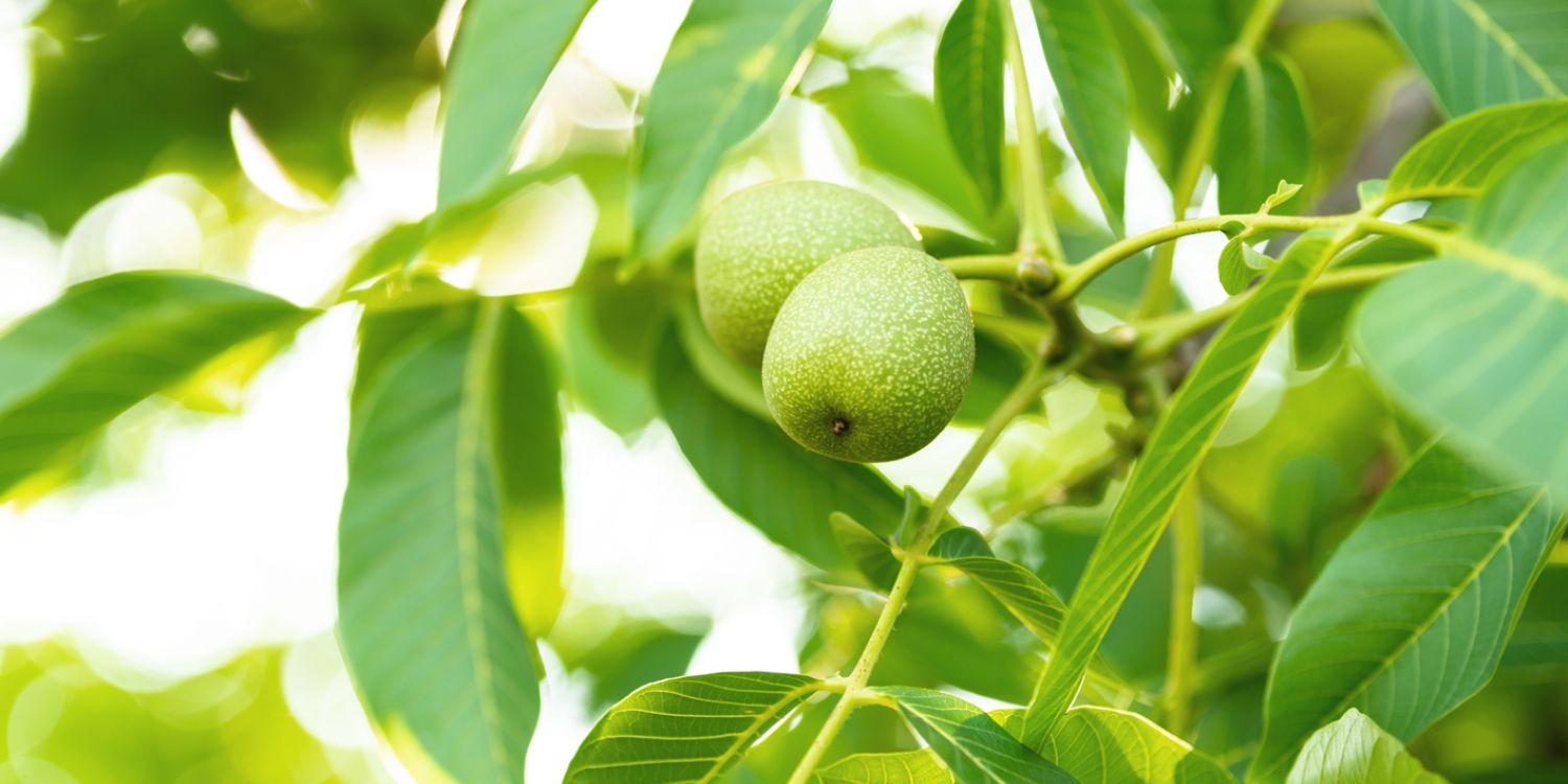 OŘECHOVKA pomůže, když žaludek nemůže