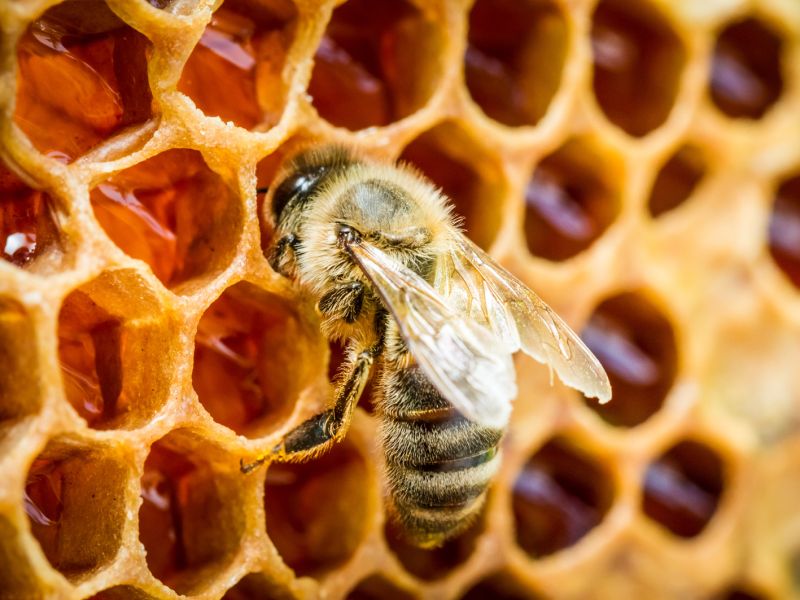 MEDOVÁ KOŘKA s medem