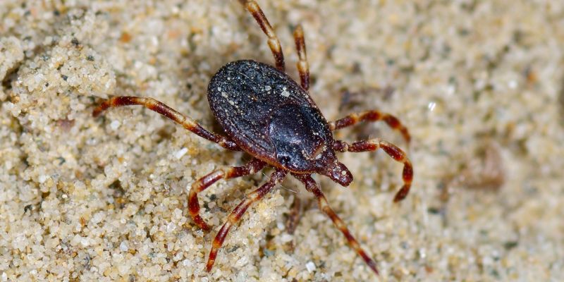 INVAZIVNÍ KLÍŠTĚ Klíšť obroubený - nová hrozba pro Evropany