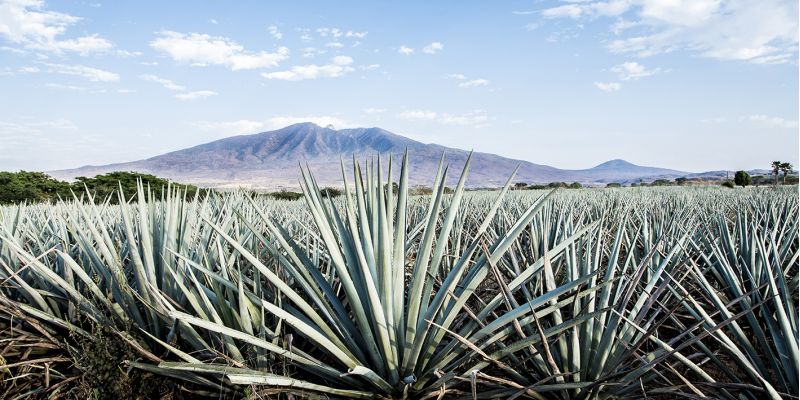 lahodná TEQUILA lék z Mexika