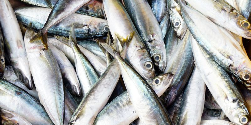 opomíjené SARDINKY nejzdravější mořské ryby!
