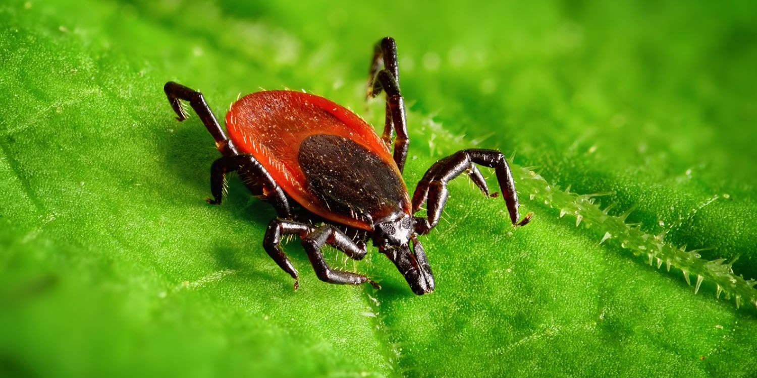 SMRTÍCÍ KLÍŠTĚ hrozba české přírody