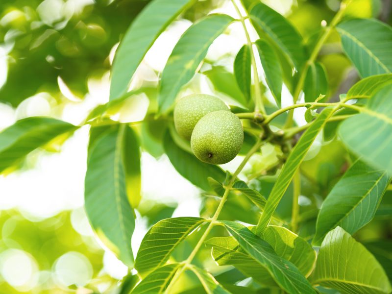 OŘECHOVKA pomůže, když žaludek nemůže