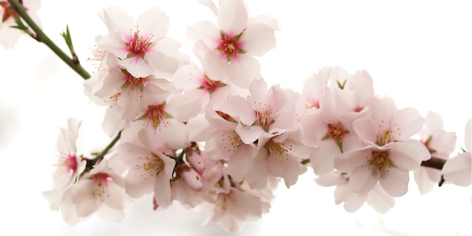 MANDLE to nejsou jen jádra