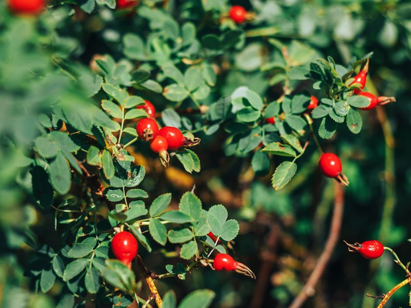 ŠÍPEK čajový bestseller