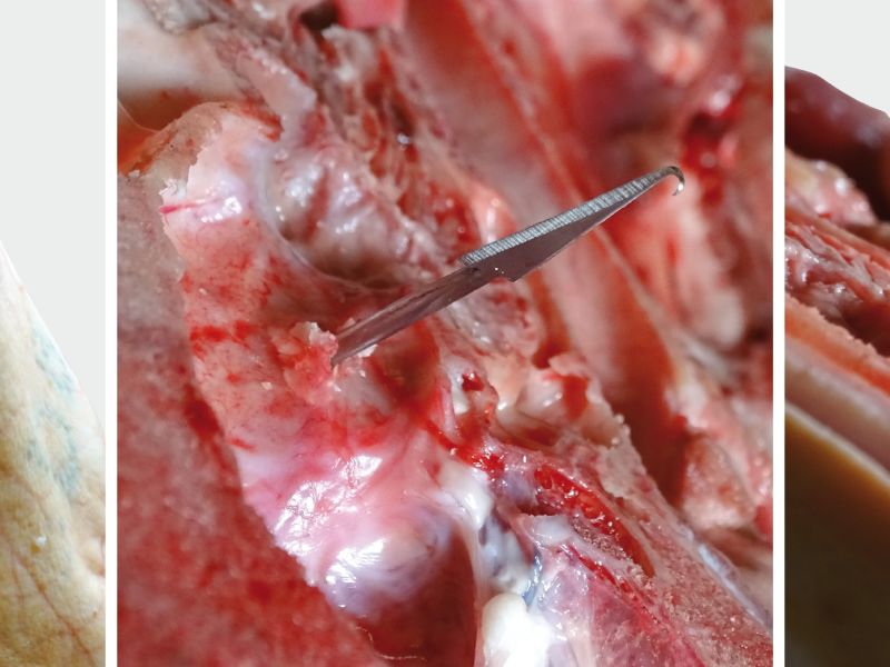 BLOWGUN část 2 překvapivě účinná