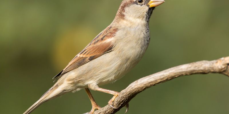 lepší VRABEC v hrnci, než holub na střeše