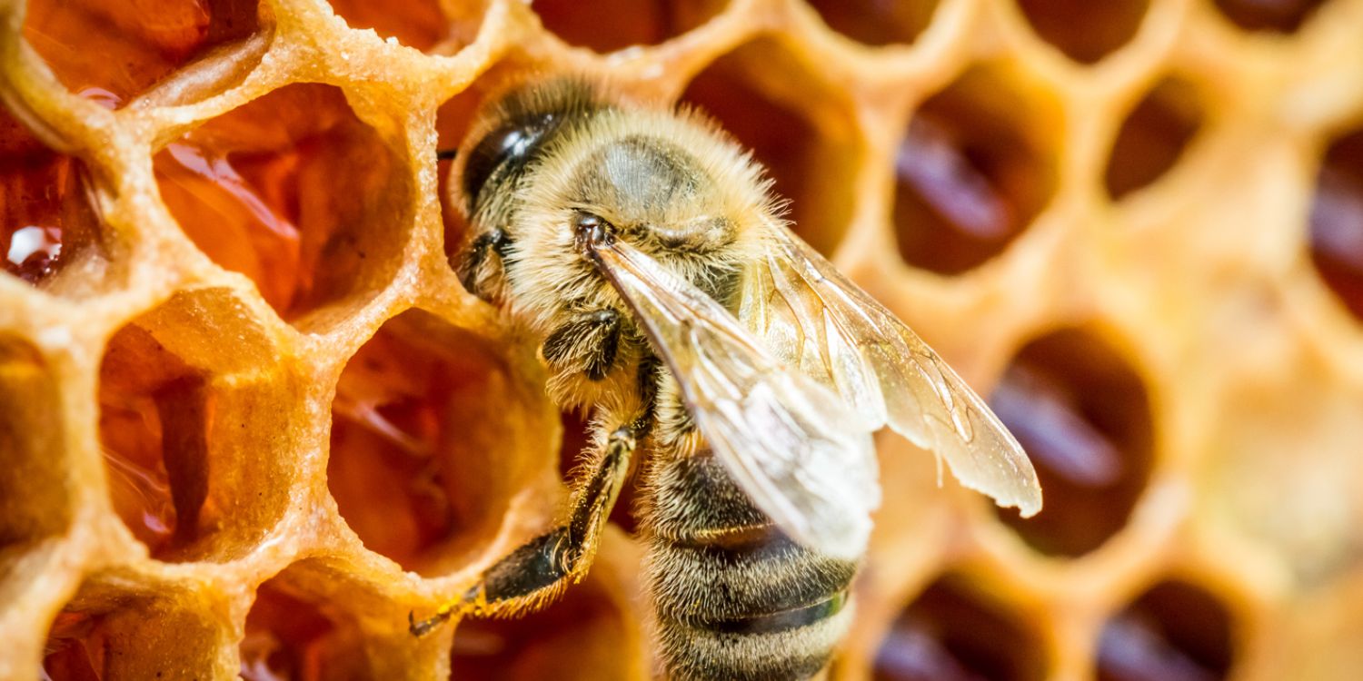 MEDOVÁ KOŘKA s medem