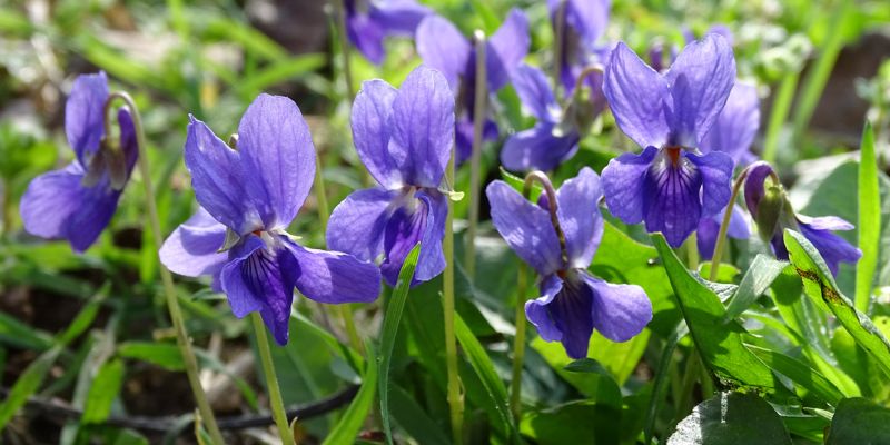 FIALKY porazí i zápal plic!