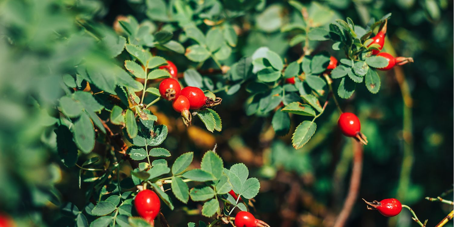 ŠÍPEK čajový bestseller